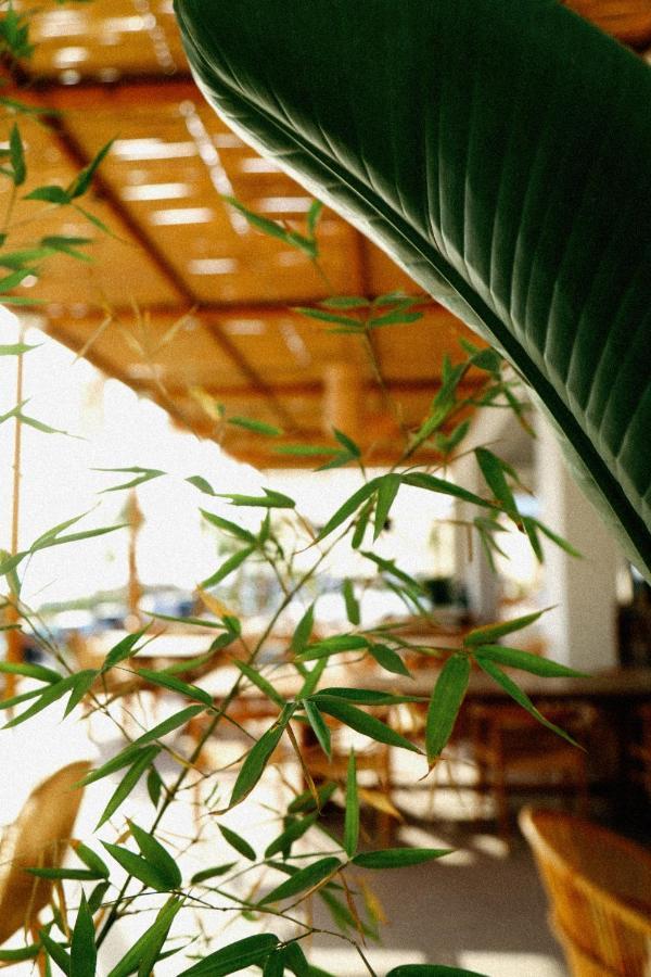 דרמי Hotel Ionian מראה חיצוני תמונה